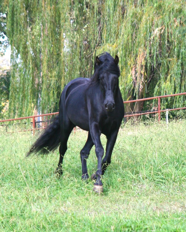 Calisto playing in the pasture