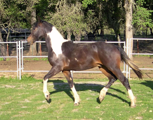 Artimus playing in the pasture