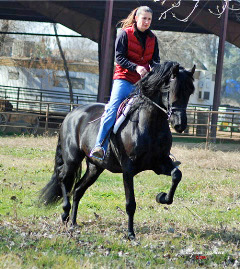 Tammy and Calisto 3 weeks under saddle!