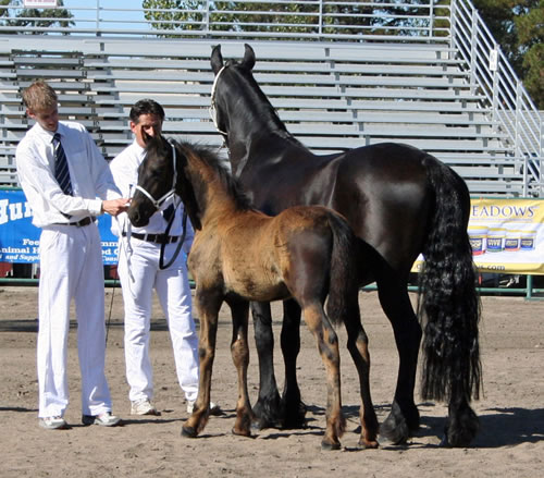 Trude and her 2009 filly (by Mintse 384 Sport) won 2 premie!
