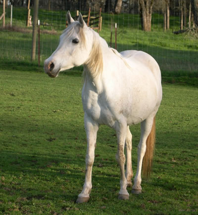 Dream enjoying the grass