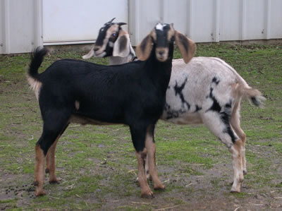 Dabi and Merlin posing for the camera