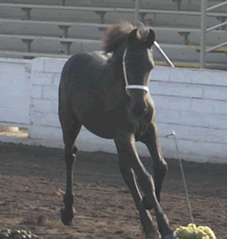 Kitana in Pomona 2003