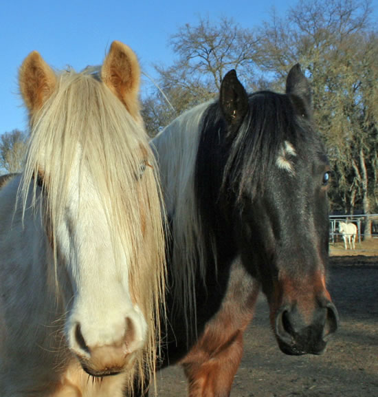 O'Rion RS and Artimus