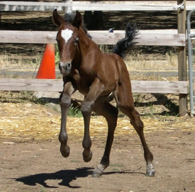 Spirit kicking it up