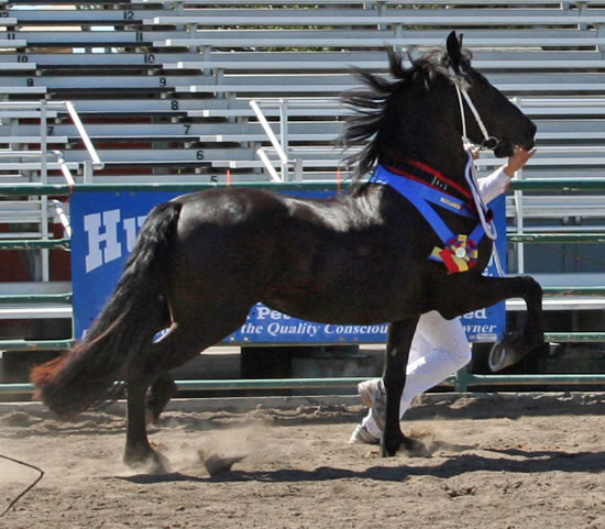 Tsjitske awarded 1st Premie Ster, Provisional Kroon, Champion Mare, Champion of the Day and Grand Champion at the 2009 Santa Rosa Keuring