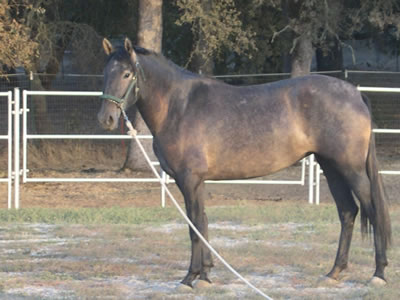 Vaquera posing for the camera
