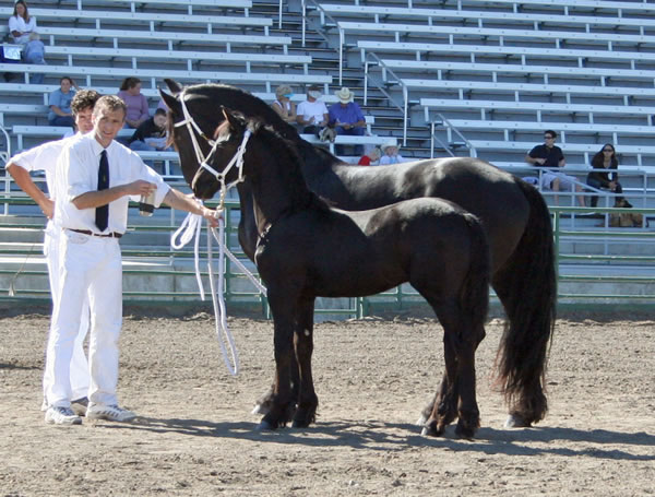 Trude with her 2007 Colt Zeade RS by Teade 392  "now known as the Stallion Weiger" - Zeade earned a 2nd premie Reserve Champion Colt at the keuring!