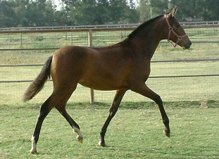 Tchula as a yearling