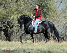 Tammy and Calisto 3 weeks under saddle!