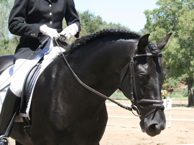 Calisto MHF at the Starr Vaughn Dressage Show August 2007