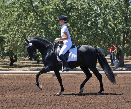 Dressage in the Almonds August 2007!