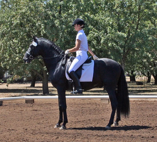 Dressage in the Almonds August 2007!