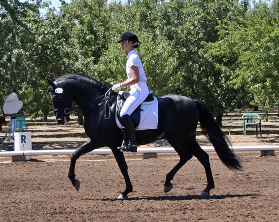 Dressage in the Almonds August 2007!