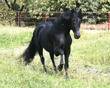 Calisto October 2006