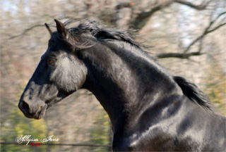 Calisto January 2007!