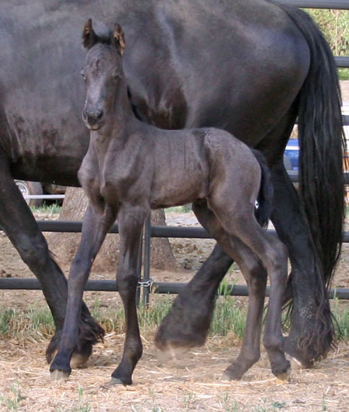 Carre, 1 day old!