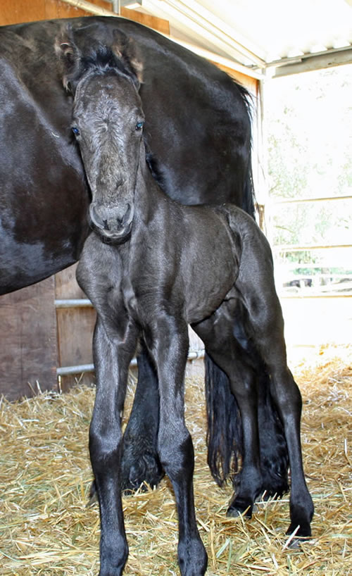 Carre, 1 day old!