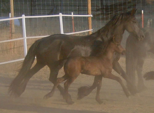 Trude and her filly Carre (by Mintse 384 Sport) earned 1st premie Champion filly!
