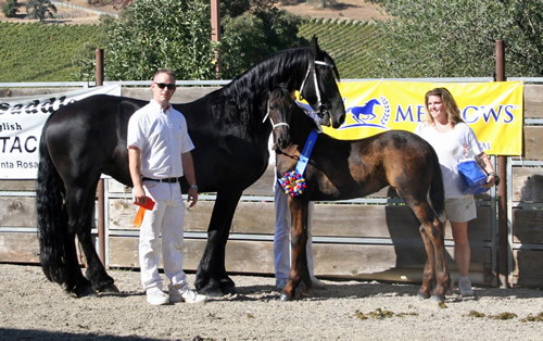 Trude and her filly Carre (by Mintse 384 Sport) earned 1st premie Champion filly!