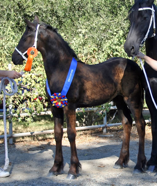 Carre won Champion 1st Premie at the 2008 Keuring in Napa, CA!