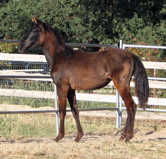 Dante June 2010 finally starting to shed his bleached winter fuzz