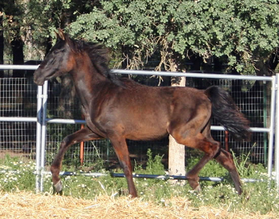 Dante June 2010 finally starting to shed his bleached winter fuzz