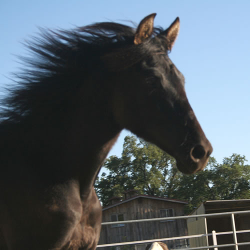 Dante June 2010 posing like his Father!