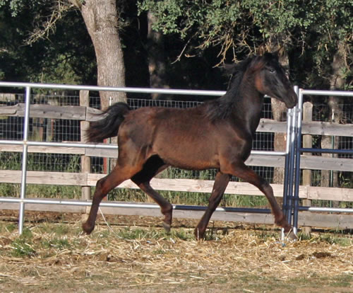 Dante June 2010 finally starting to shed his bleached winter fuzz
