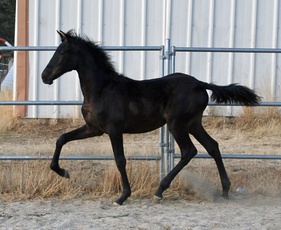 Dante October 17, 2009