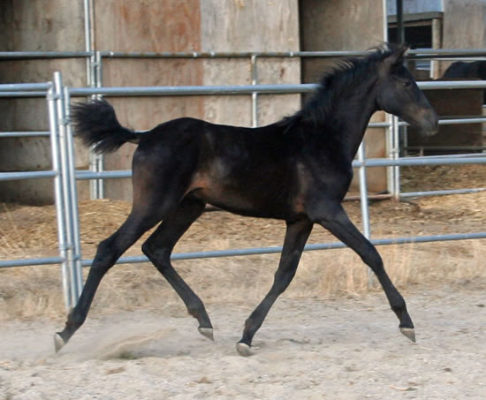 Dante October 17, 2009