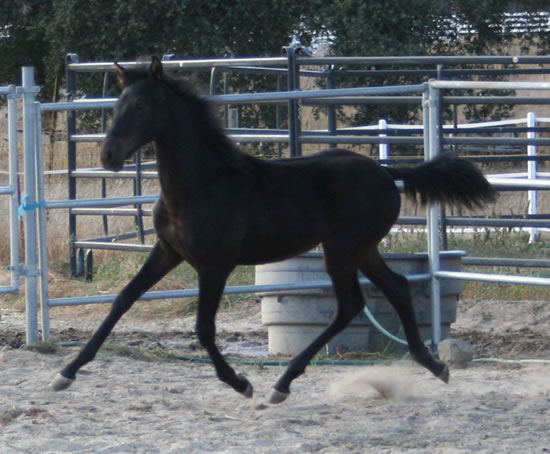 Dante October 17, 2009