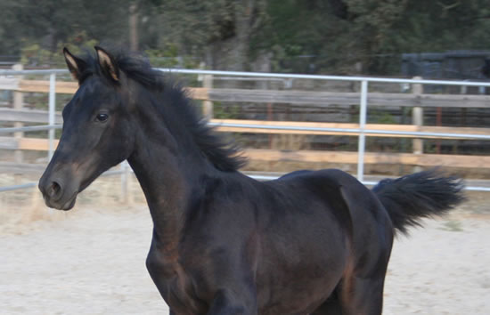 Dante October 17, 2009