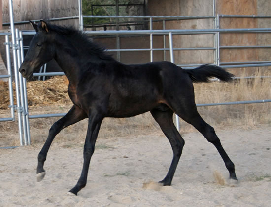 Dante October 17, 2009