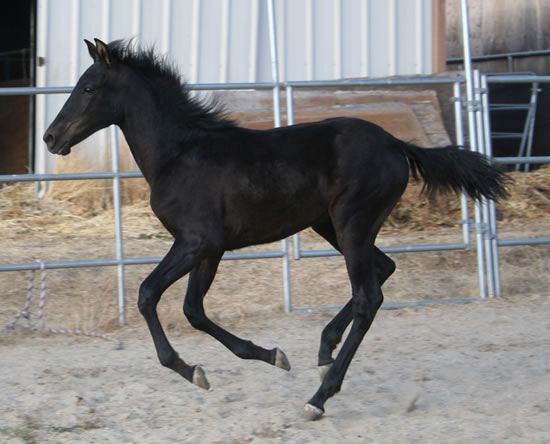 Dante October 17, 2009