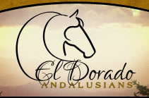 El Dorado Andalusians