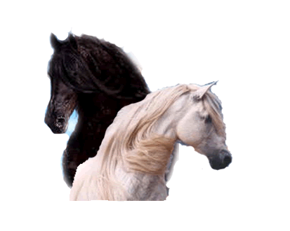 Friesians and Andalusians