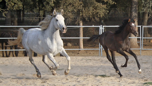 Simbaa and his Mom, Kiaara October 18, 2008!