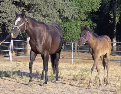 Luna with her Mom Sonny's Lady Lark