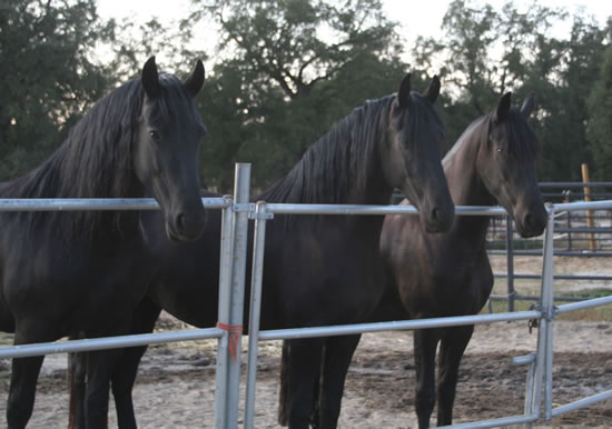 Mindra, Trix and Tsjitske waiting for a treat. I think they would hold this pose all day!