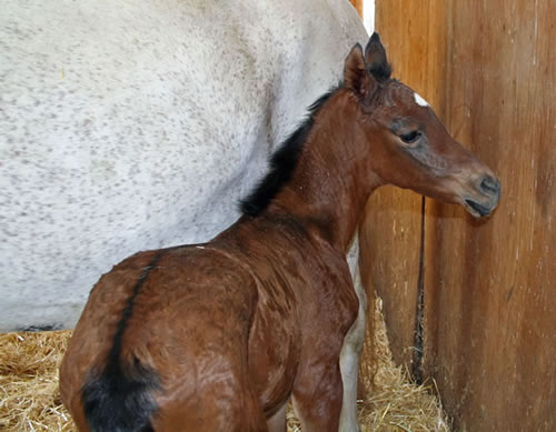 Naala April 24, 2008 - 2 hours old!