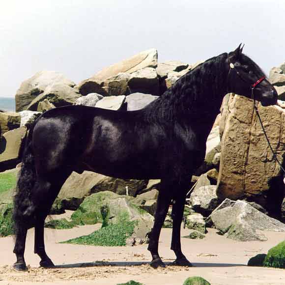 Navarre GF owned by Manor Hill Farms