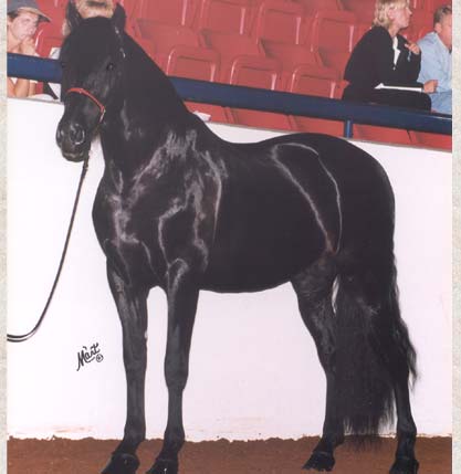 Navarre GF owned by Manor Hill Farms