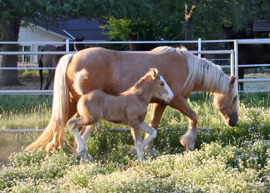 Annie with her 2009 Colt, O'rion RS