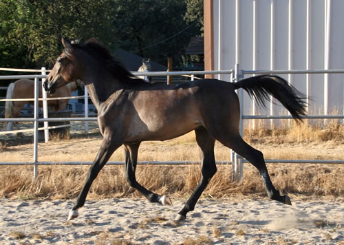 Simbaa August 24, 2009