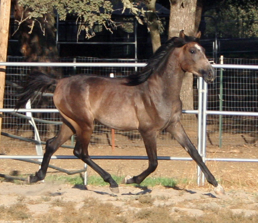 Simbaa August 24, 2009