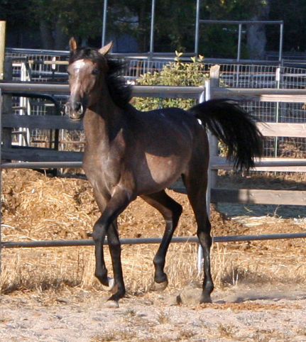 Simbaa August 24, 2009