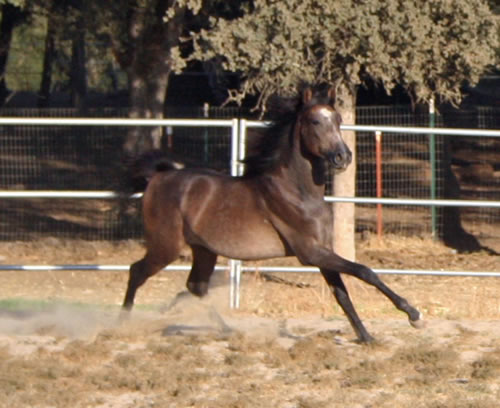 Simbaa August 24, 2009