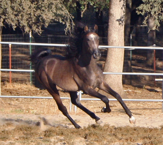 Simbaa August 24, 2009