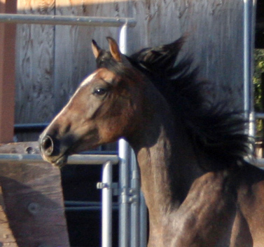 Simbaa August 24, 2009